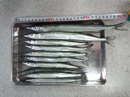 南芦屋浜　ジャンボサヨリGET!