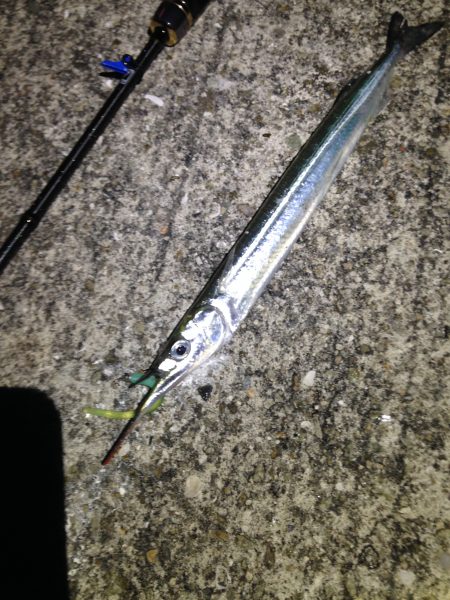 アジングのちメバリングのちサヨリング