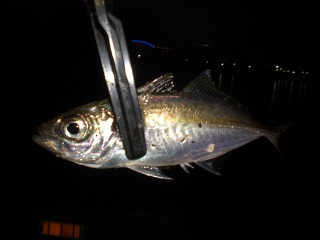 シーズン初アジゲット