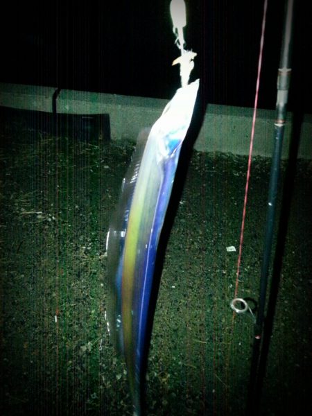 大物逃したタチウオ釣行