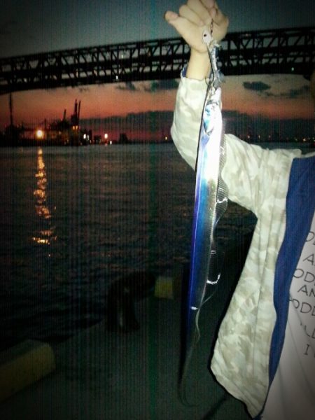 渋すぎるタチウオ