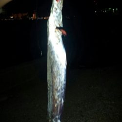 タチウオ少しサイズアップ