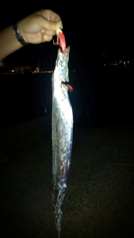 タチウオ少しサイズアップ