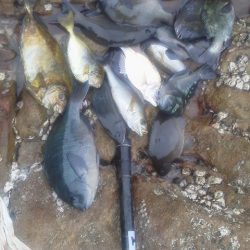 グレ33cm・・・・イサキ4匹・・・・アイコ゛二匹・・・