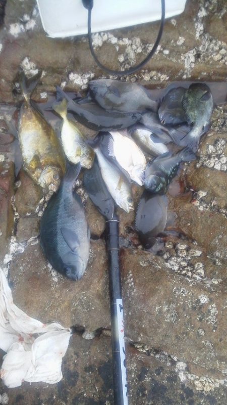 グレ33cm・・・・イサキ4匹・・・・アイ…