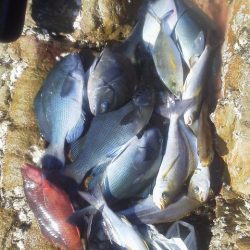 グレ・・・・イサキ・・・・アイコ゛・・・メッキ・・・