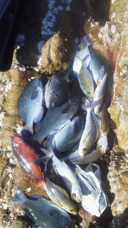 グレ・・・・イサキ・・・・アイコ゛・・・メ…