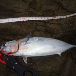 冲磯チャレンジ