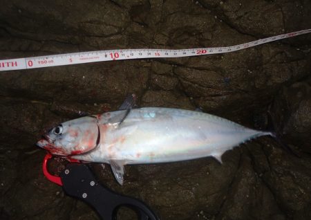 冲磯チャレンジ