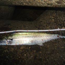 カタクチイワシの恩恵