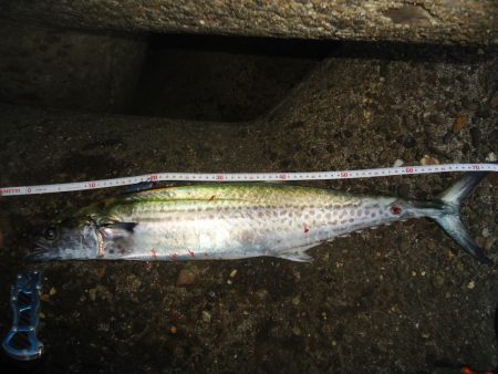 カタクチイワシの恩恵