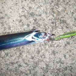 シーバス狙いのはずが・・・