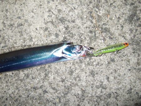 シーバス狙いのはずが・・・