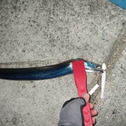 きょうはまずまずの釣果