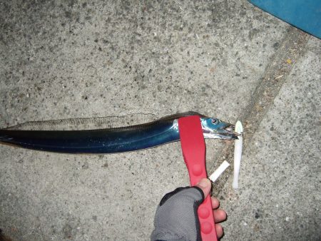 きょうはまずまずの釣果