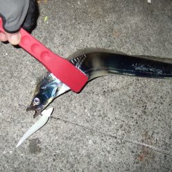 今日はそこそこ釣れました