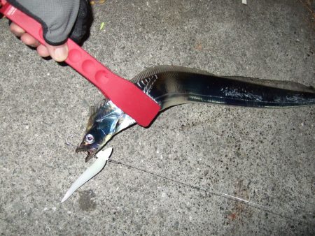 今日はそこそこ釣れました