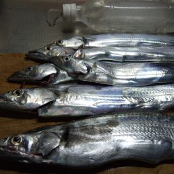 短時間の銀ピカ。