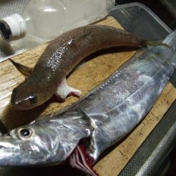 待ちに待った太刀魚は…