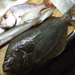 アジ、キス、鯛、などなどいろいろ釣れました。