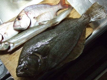 アジ、キス、鯛、などなどいろいろ釣れました…