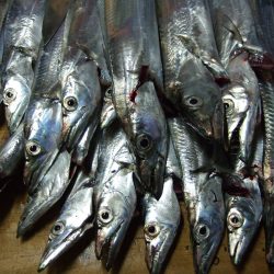 太刀魚、釣れました。