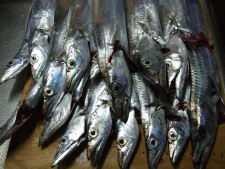 太刀魚、釣れました。