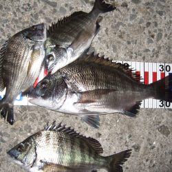 ひさしぶりの紀州釣り。