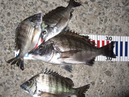 ひさしぶりの紀州釣り。