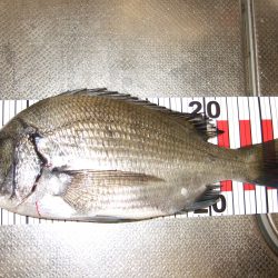 チヌ狙い、強風に苦戦。