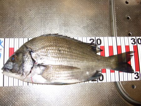 チヌ狙い、強風に苦戦。