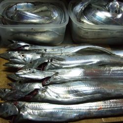 釣れ続きました。太刀魚。