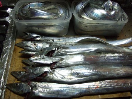 釣れ続きました。太刀魚。