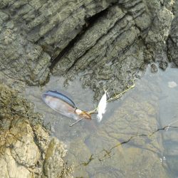 磯のヤエンでアオリイカ狙い!?