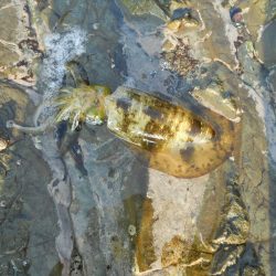 磯でアオリイカのヤエン釣り