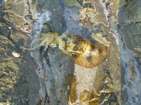 磯でアオリイカのヤエン釣り