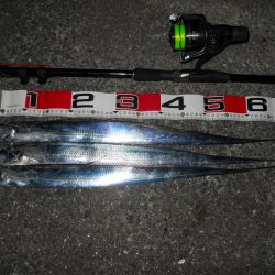 夕方~太刀魚のウキ釣り