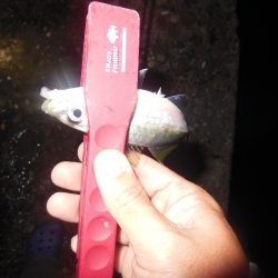 治療!?アジング