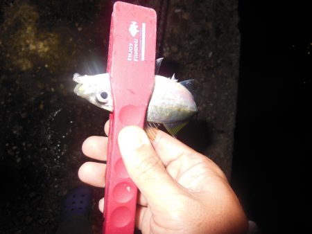 治療!?アジング