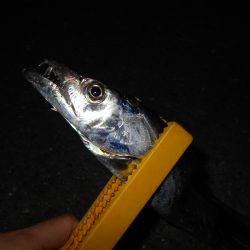 スローな動きに反応