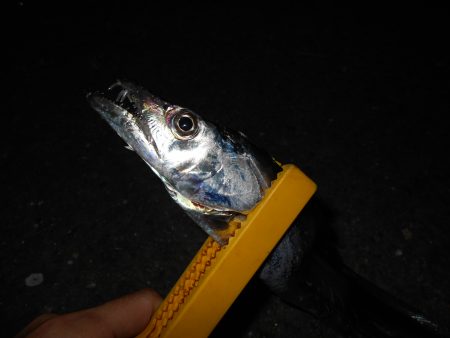 スローな動きに反応