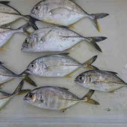 メキメキ、メッキーズ！