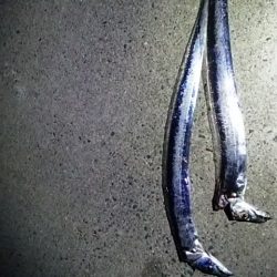 タチウオとアオリイカ