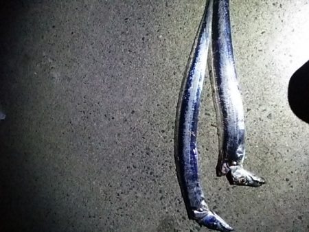 タチウオとアオリイカ