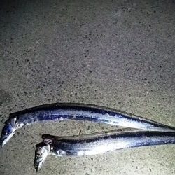 タチウオとアオリイカ