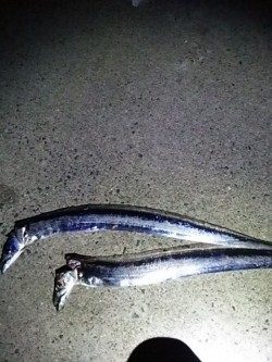 タチウオとアオリイカ