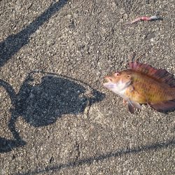 秋の遊びにライトゲーム