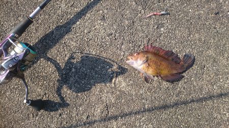 秋の遊びにライトゲーム