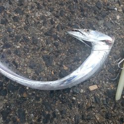 ワインドのちショアジギ=タチとタコ!?