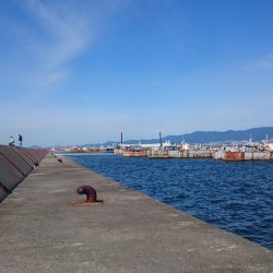 サゴシフィーバー！？